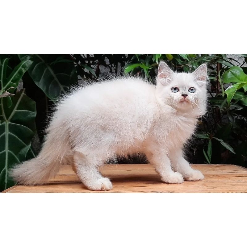 Jual KUCING PERSIA HIMALAYA BETINA 2 BULAN MIDOL | Shopee Indonesia