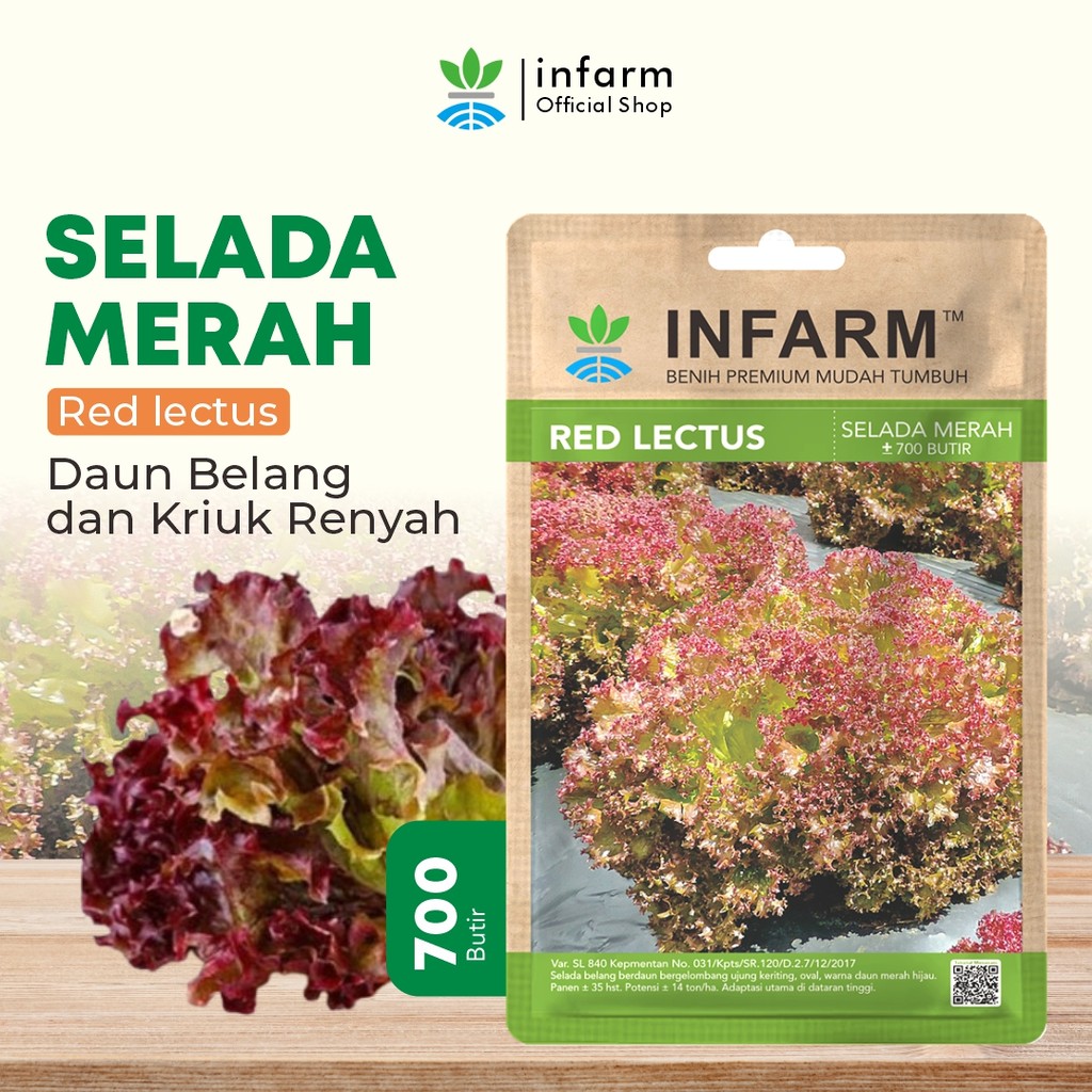 Jual INFARM - Benih Sayur Selada Belang Redlectus, Benih Unggul Sayur ...