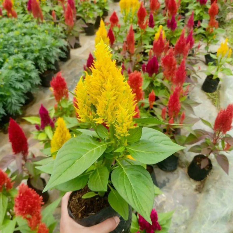 Jual Tanaman Hias Hidup Outdoor Bunga Celosia Jengger Ayam Tahan Panas ...