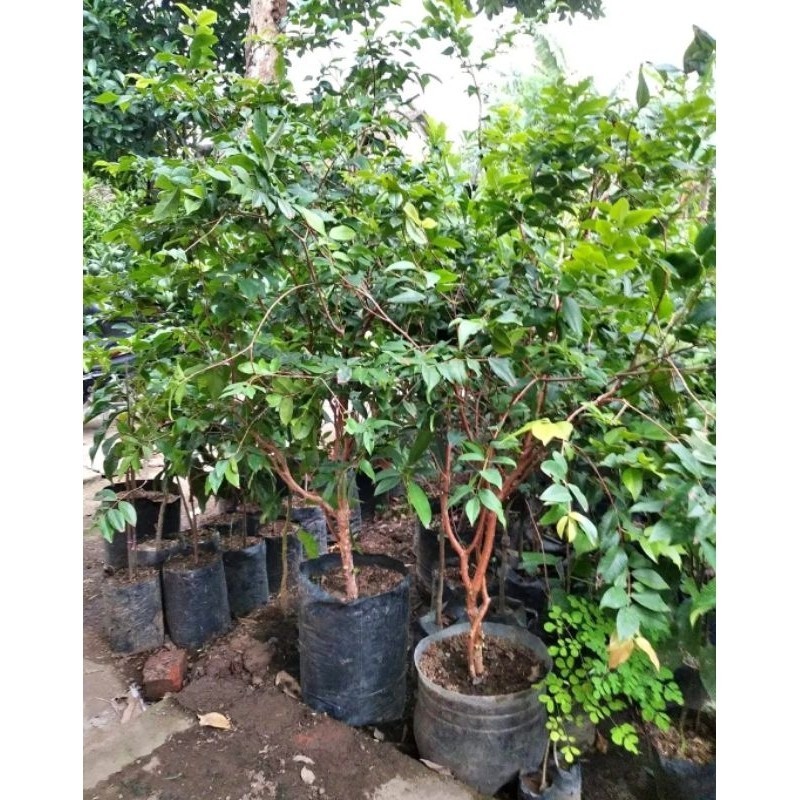 Jual PROMOO,BARANG BERKUALITAS HARGA TERJANGKAWWW..BIBIT ANGGUR BRAZIL ...