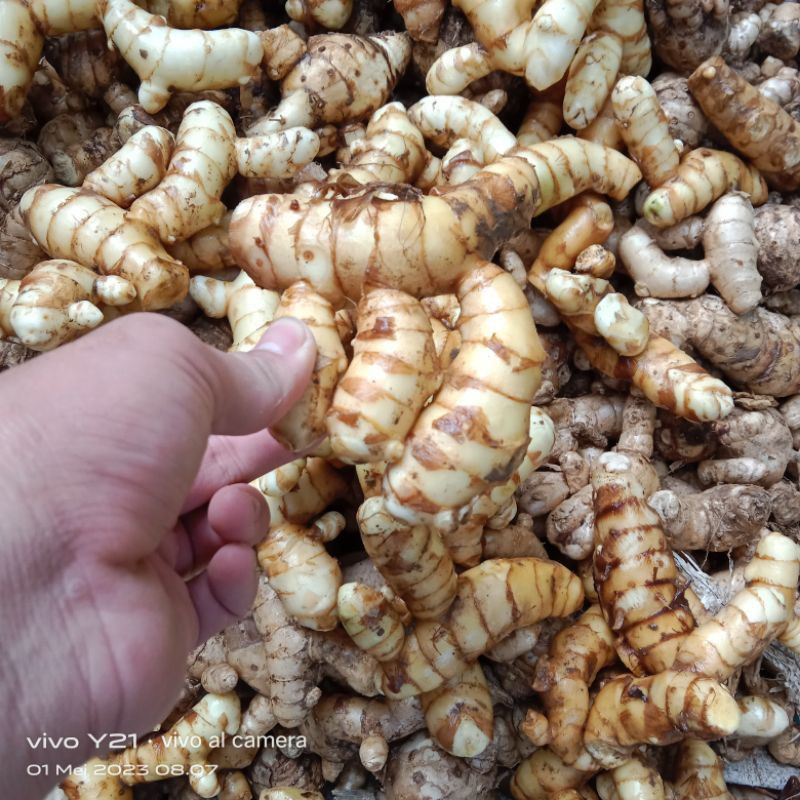 jual-kunyit-putih-segar-1kg-langsung-ambil-dari-hutan-asli-organik