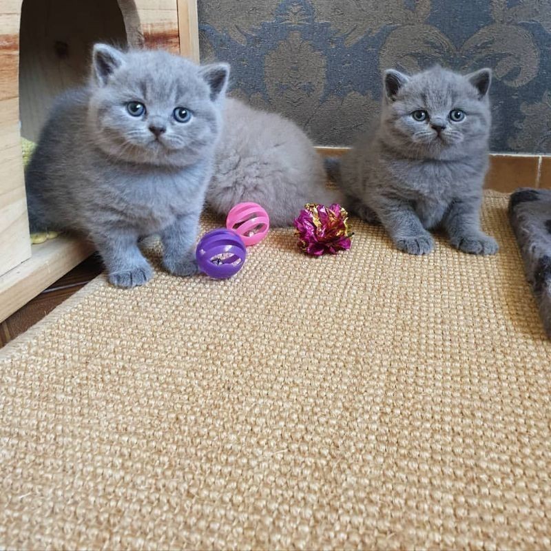 Jual British Shorthair Munchkin Terlengkap & Harga Terbaru Oktober 2026 ...