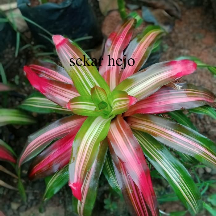 Jual pohon bromel tri caler/ Tanaman Bromelia Tri Color | Shopee Indonesia
