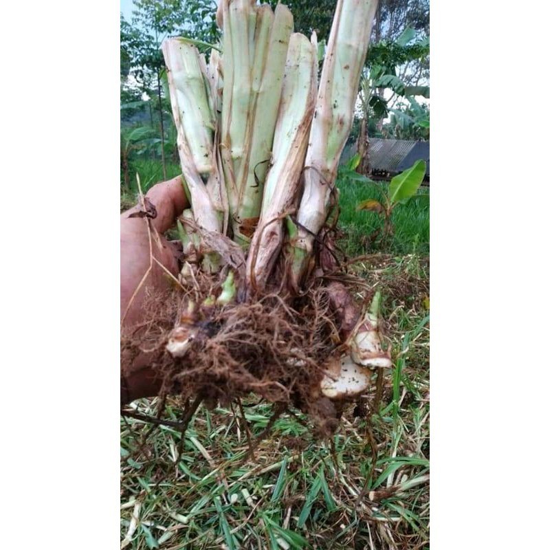 Jual BIBIT RUMPUT ODOT TERBAIK isi 45-50 buah | Shopee Indonesia