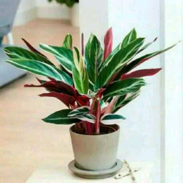Jual Tanaman Meranti Bali - tanaman hias Meranti - Maranta - calatea ...