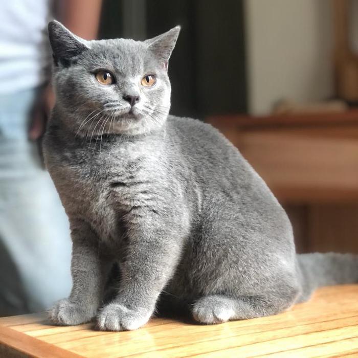 Jual british shorthair kucing | Shopee Indonesia