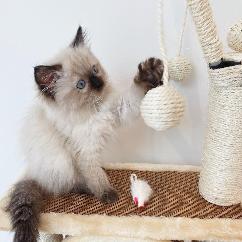 Jual anakan kucing himalaya kitten sealpoint anak kucing kiten siam ...