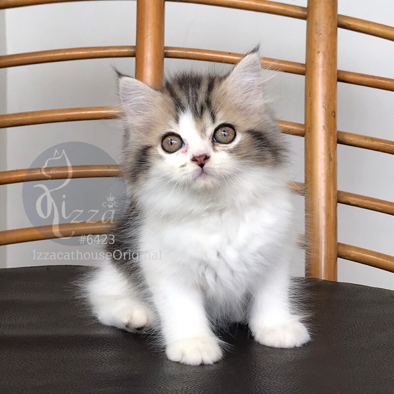 Jual makanan kucing ras BSH mix persian | Shopee Indonesia