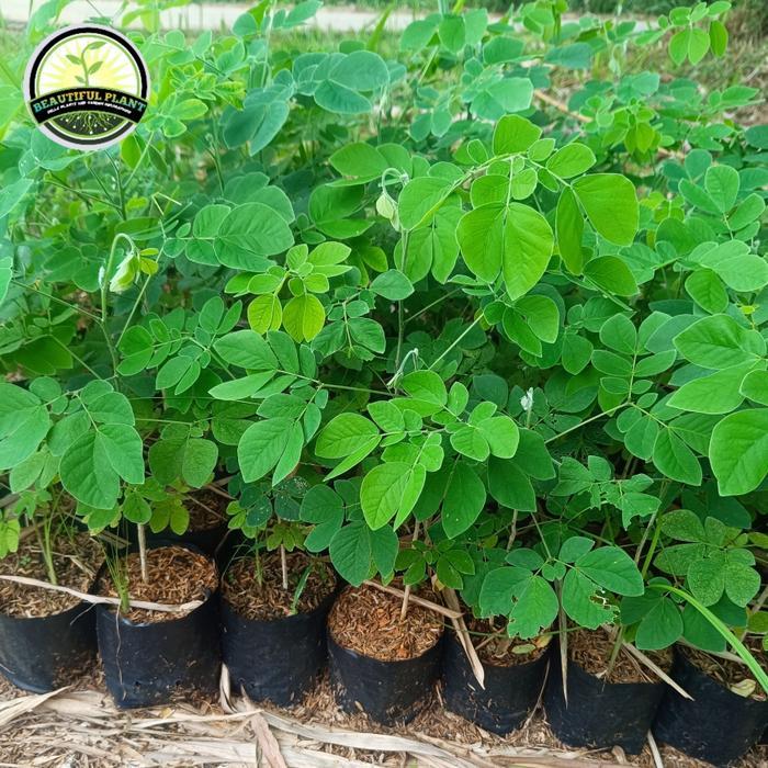 Jual Pohon Trembesi Terlengkap & Harga Terbaru Juli 2026 | Shopee Indonesia