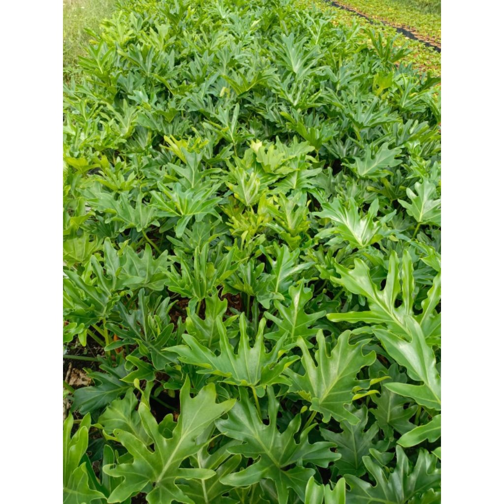 Jual TANAMAN TERAS HIJAU Tanaman Hias Philo Jari Ukuran 50 Cm - Pohon ...