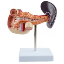 Jual Spleen, Pancreas and Duodenum Model Mecal Science Anatomy ...