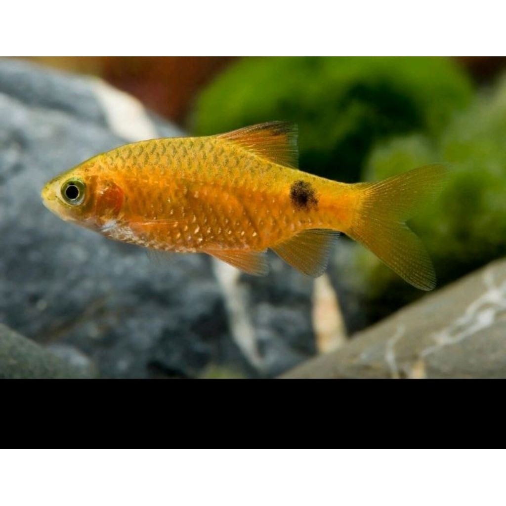 Jual 10pcs Barbir si kuning menawan gambar cantik aquarium bisa COD ...