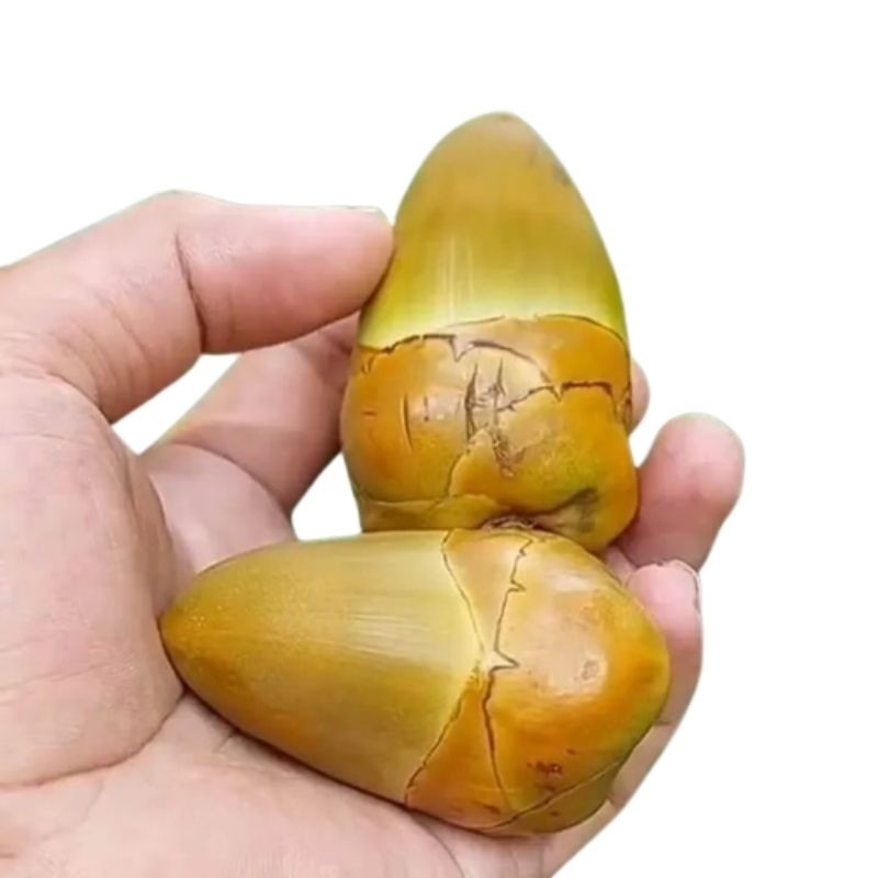 Jual Beluluk / tembuluk / buah kelapa muda / kecil | Shopee Indonesia