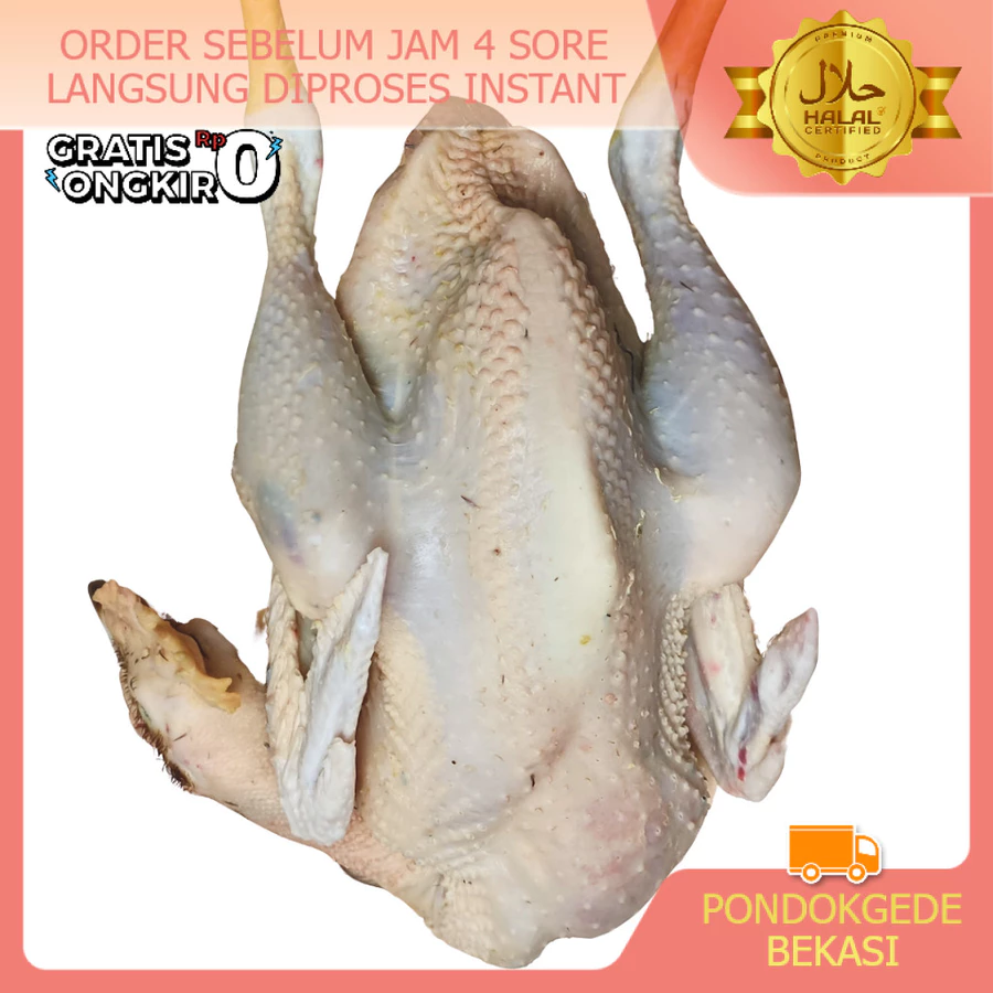 Ayam Kampung ASLI FRESH MUDA Request Ukuran & Potong BB Besar - Kecil