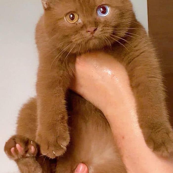 Jual Kucing bsh cinamon import female | Shopee Indonesia