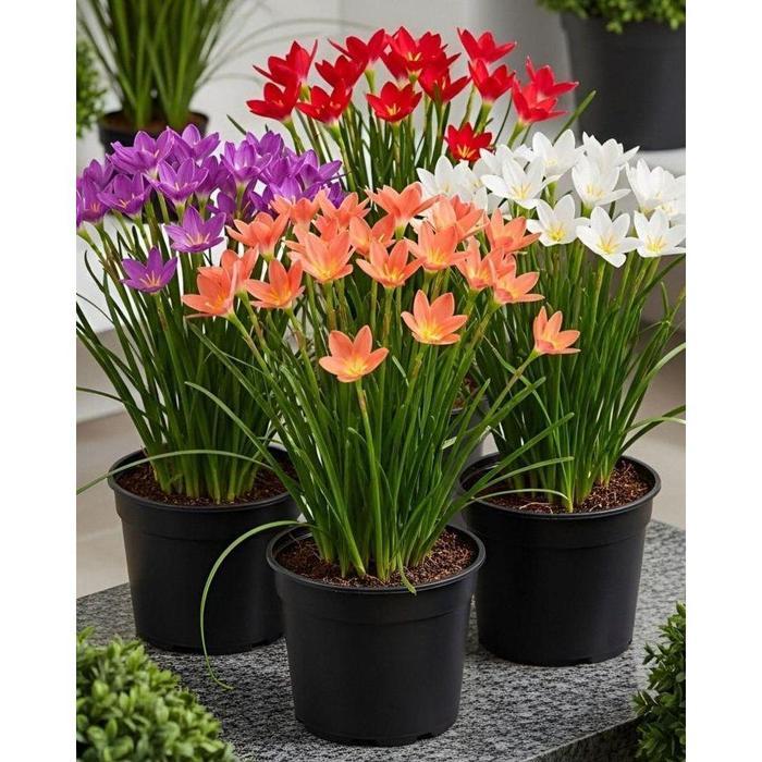 Jual Bunga Lili Terlengkap & Harga Terbaru Juli 2026 | Shopee Indonesia