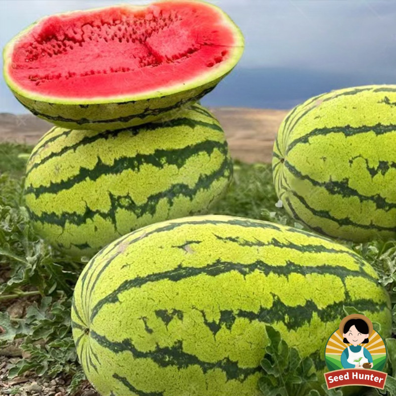 Jual High Yield Fresh Giant Watermelon premium quality benih biji buah ...