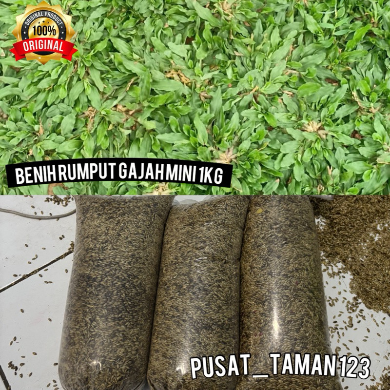 Jual Benih Rumput Gajah Mini/Rumput Taman Kemasan 1kg | Shopee Indonesia