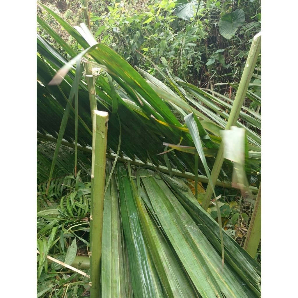 Jual Promo Daun Rumbia/Daun Kiray /Bahan Atap Rumah/Atap Sayung 10 ...