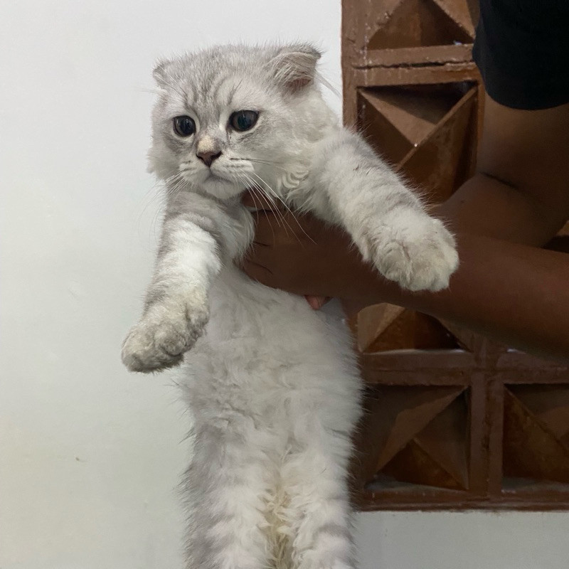 Jual kucing scottish fold silver shaded kitten | Shopee Indonesia
