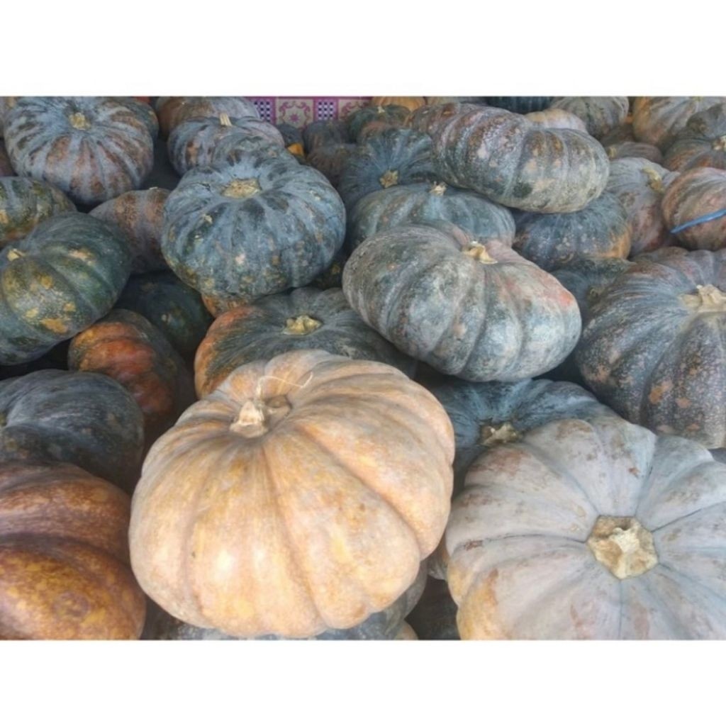 Jual 100++ Biji Benih Bibit Waloh Kuning Labu Pulen Manis Super Unggul ...