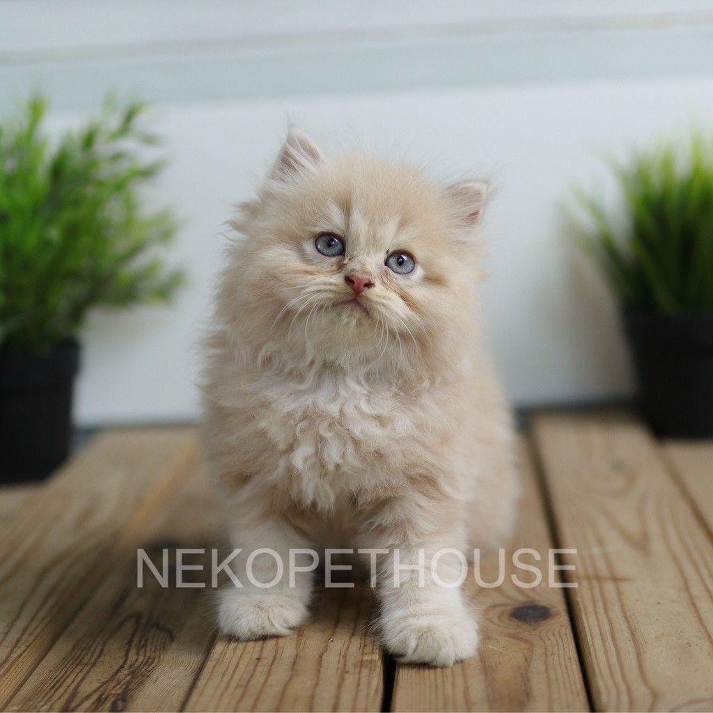 Jual Kucing Persia Longhair Hidung pesek 2.5 bulan | Shopee Indonesia