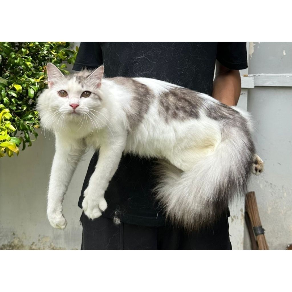 Jual KUCING PERSIA MEDIUM JANTAN 4 BULAN BICOLOR TABBY | Shopee Indonesia