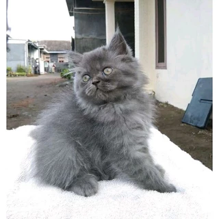 Jual Kucing BSH Terlengkap & Harga Terbaru Januari 2026 | Shopee Indonesia
