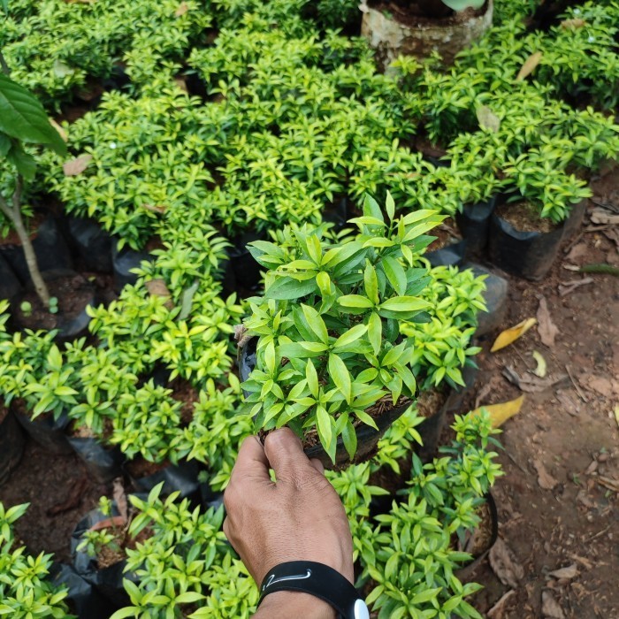 Jual tanaman rembosa mini golden | Shopee Indonesia