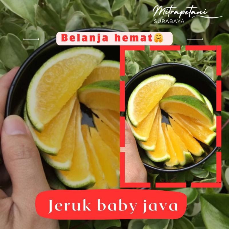 Jual Jeruk baby java, jeruk baby java segar | Shopee Indonesia