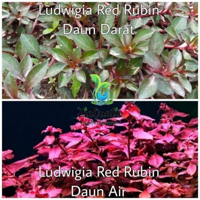 Jual Tanaman Aquascape dari tiga sampai lima ribu aquarium ikan hias ...