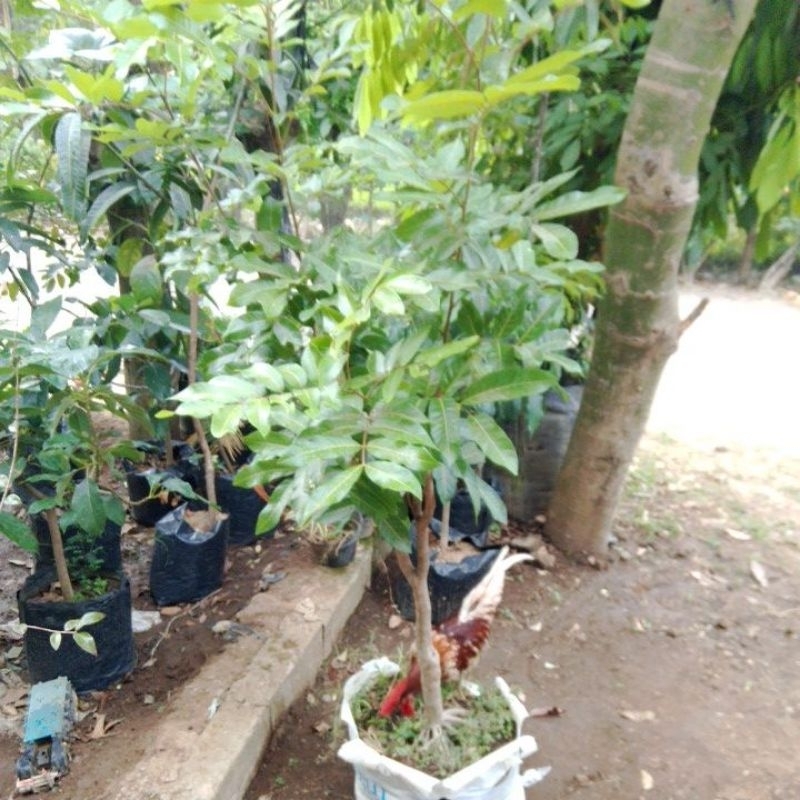 Jual Indukan bibit kelengkeng (bosteran) | Shopee Indonesia