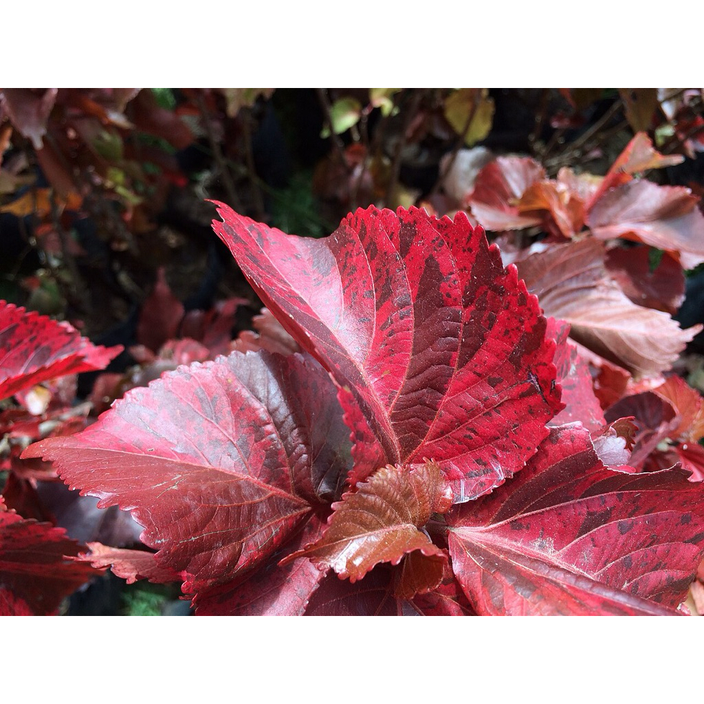 Jual Perdu - Acalypha wilkesiana - Akalipa Merah - Tanaman Outdoor ...