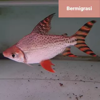 Ikan Rff Jual ikan flagtail Harga Terbaik & Termurah Maret 2026 | Shopee Indonesia