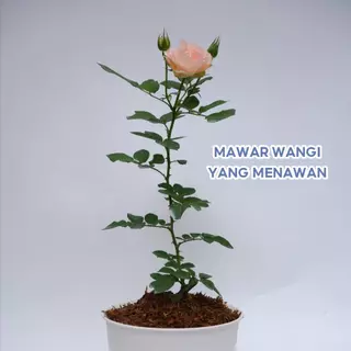 Jual rokoko Harga Terbaik & Termurah Maret 2026 | Shopee Indonesia