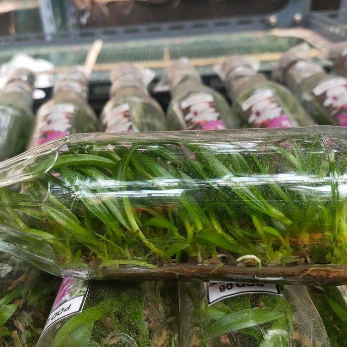 Jual New Bibit Botolan Anggrek Dendrobium Hybrid | Shopee Indonesia