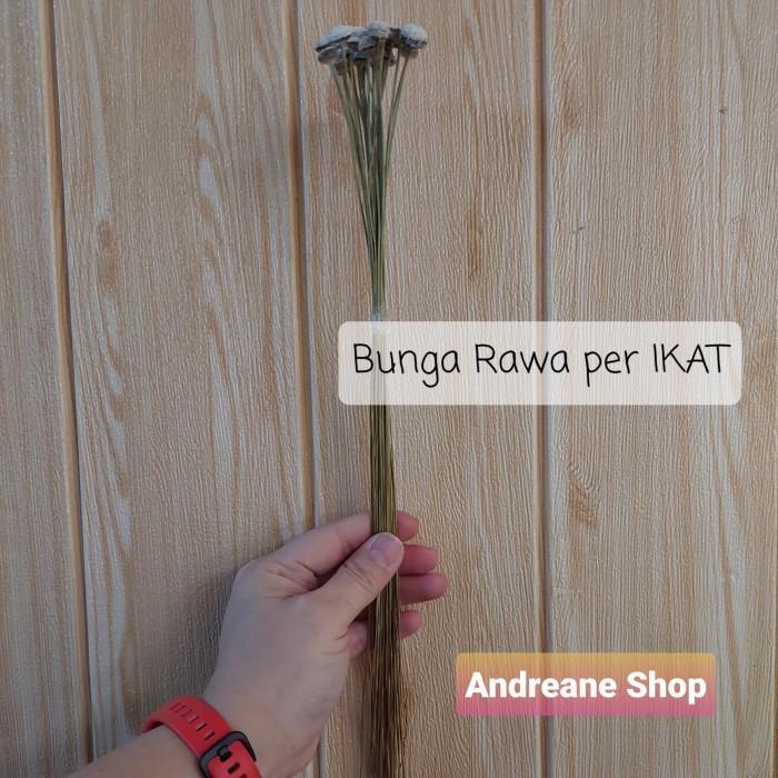 Jual rsob- Bunga Rawa Kering Batang Panjang Per Ikat (25 Pcs) | Shopee ...