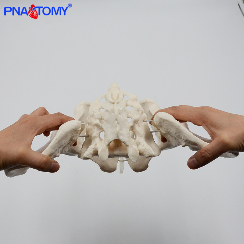 1:1 Movable Pelvis Model Sacrum Hip Bone Female Pelvic Bone Can Bend Human Skeleton Anatomy Pelvic Floor Muscles