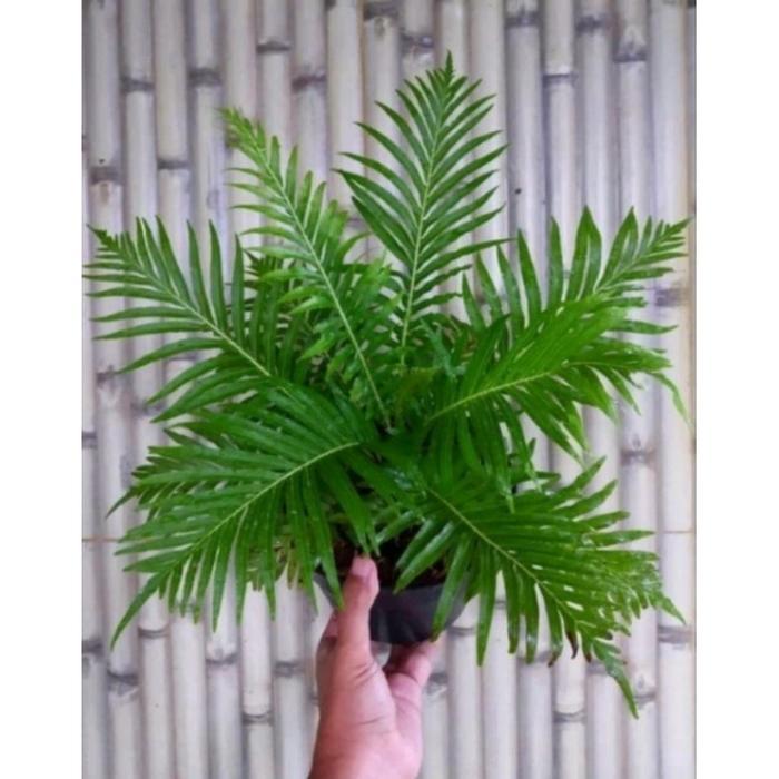 Jual tanaman pakis jibung rimbun plus pot | Shopee Indonesia