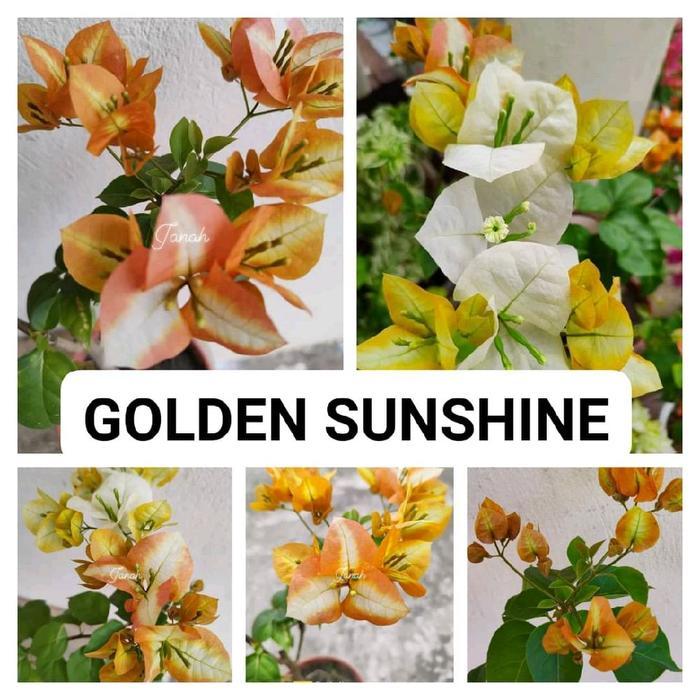 Jual Tanaman hias bunga bugenville golden sunshine | Shopee Indonesia