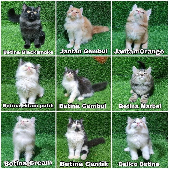 Jual Kucing Angora Terlengkap & Harga Terbaru Juni 2026 | Shopee Indonesia