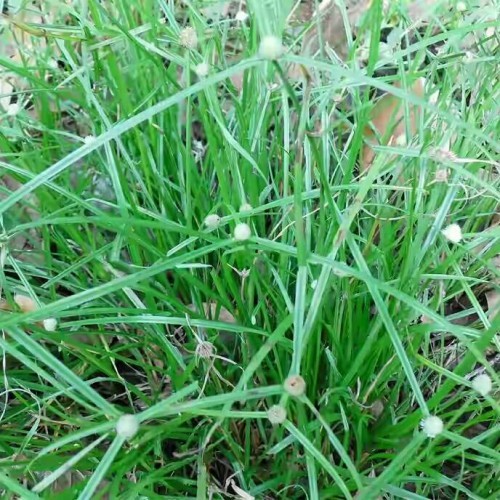 Jual Flash Sale - 250 Daun Rumput Pendul Herbal Segar | Shopee Indonesia