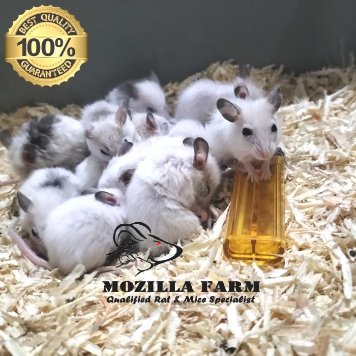 Jual Pilihan- Asf Rat / African Soft Fur Rat Size Small ( 21-30 Gr ...