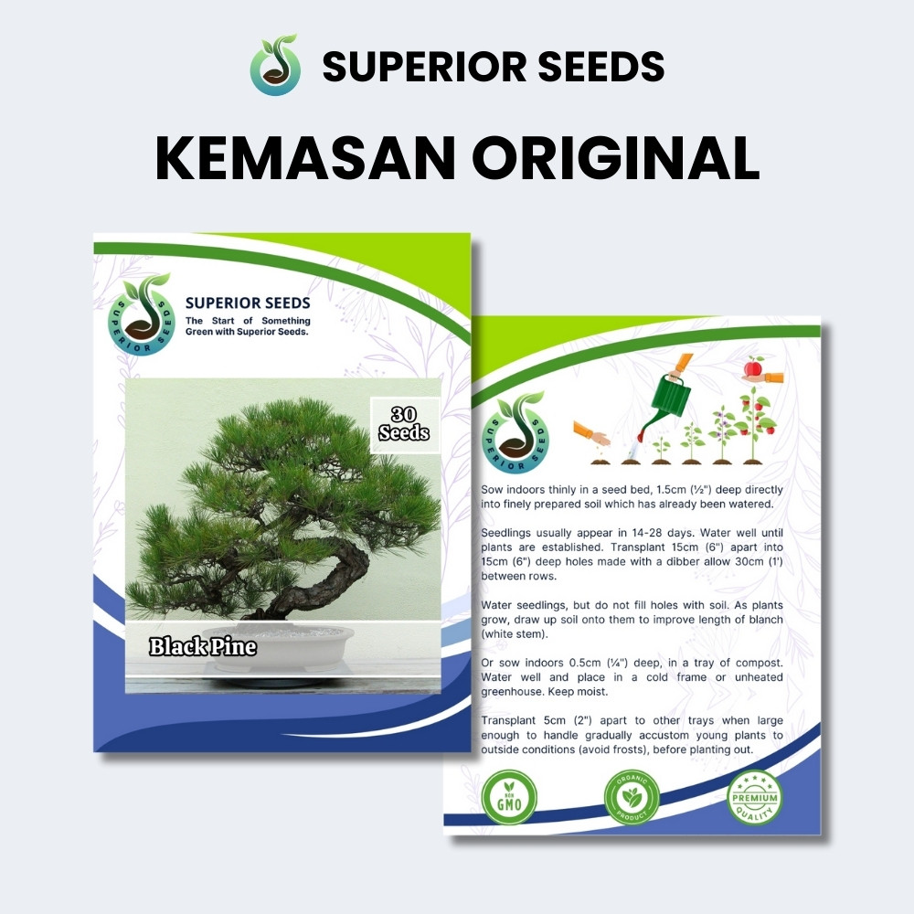 Jual Biji Benih Pohon Bonsai Pinus Hitam Jepang | Japanese Black Pine ...