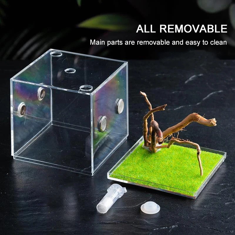 Jual Acrylic Singing Insect Breeding Box Insect Jumping Spider Small ...