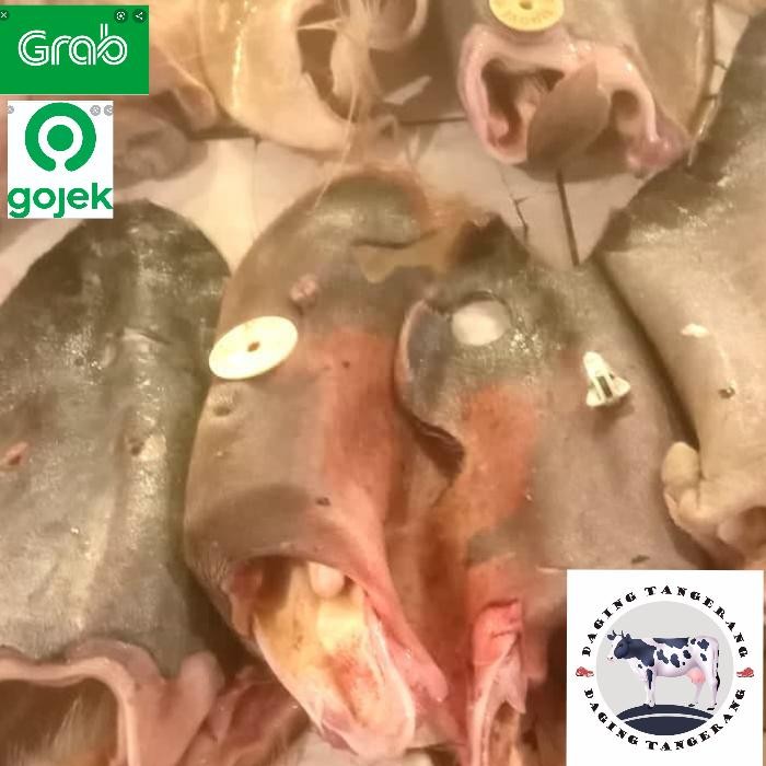 Jual Eat,- Telinga / Kuping Sapi | Shopee Indonesia