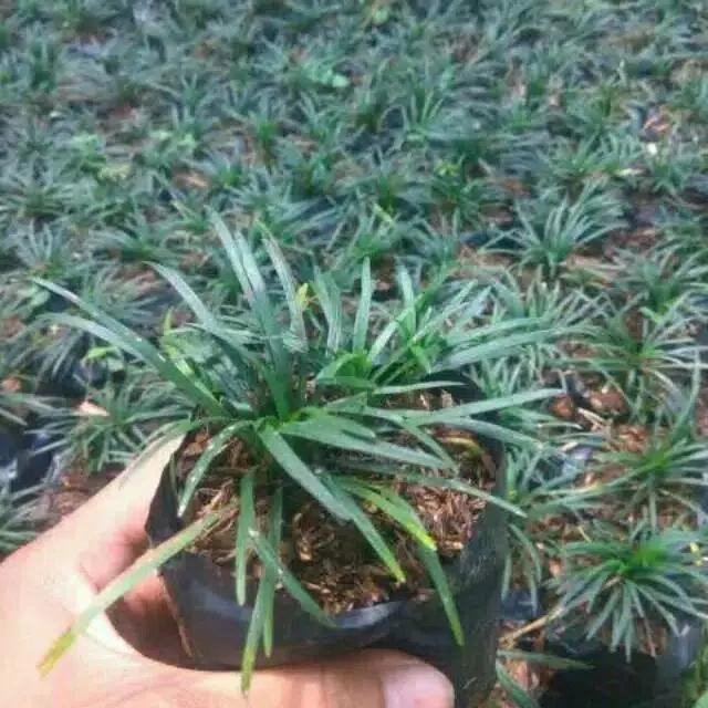 Jual Rumput kucai mini isi 100 pohon | Shopee Indonesia