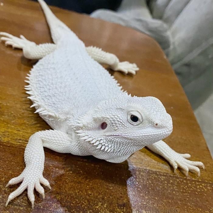 Jual bearded dragon hypo Harga Terbaik & Termurah Juli 2026 | Shopee ...