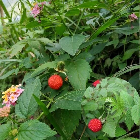 Jual [ 3 Pohon Tanaman Raspberry Hutan Sudah Hidup Berakar Lebat ...