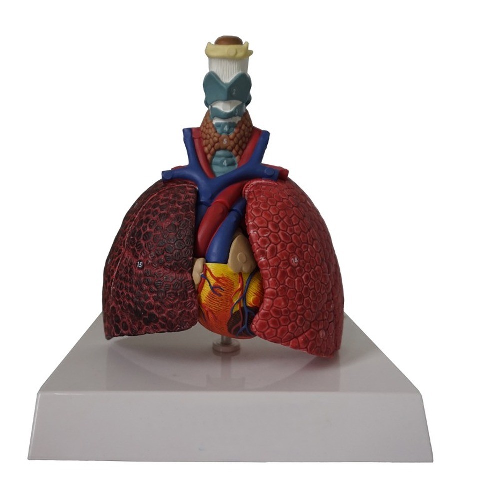 Jual Olivcell Life Size Human Organ Anatomy Model Larynx Heart Throat ...